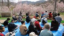 Hanami_shidare_zakura_2013_4_14_2.JPG