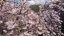 Shidare_zakura_2013_6.JPG