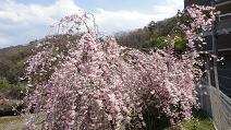 Shidare_zakura_2013_5.JPG