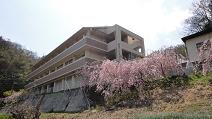 Shidare_zakura_2013_3.JPG