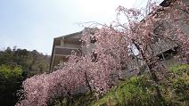 Shidare_zakura_2013_1.JPG